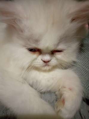 Персидский котенок