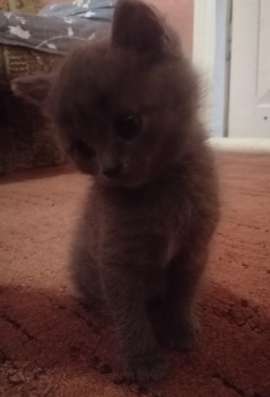 Продам британского котика