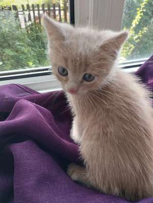 Отдам котят в добрые руки в Новочеркасске фото 3