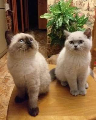 Котята шотландские