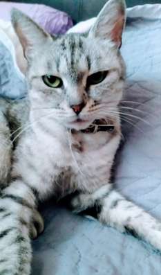 2-летняя кошечка Грейси даром