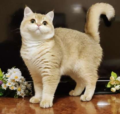 British Shorthair male ny11