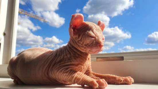 Sphinx, Elf, Канадский сфинкс Эльф котята в Москве