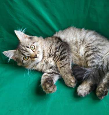 Шотландский котик хайленд в Симферополе