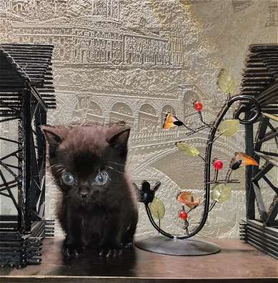 Шотландские котята фото 5