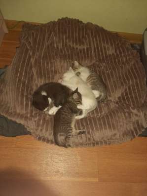 Котята в добрые руки, бесплатно в Подольске фото 7