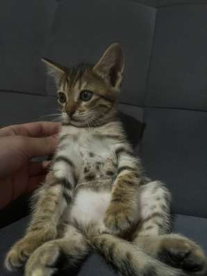 Мини тигр