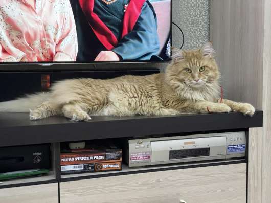 Мейн кун котята фото 4