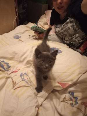 Отдадим в хоршие руки