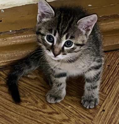 Красивые котята в Красноярске