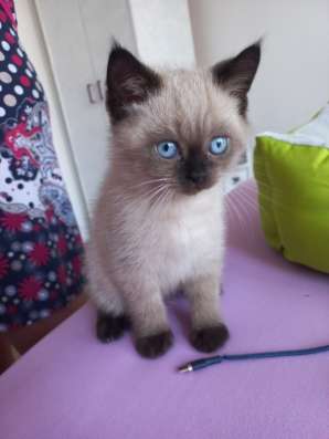 Британские короткошерстные котята фото 3