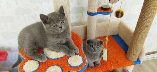 Шотландские котята фото 6