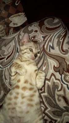 Котята бенгальские фото 4