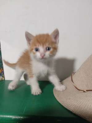 Отдам рыженьких котят в Улан-Удэ