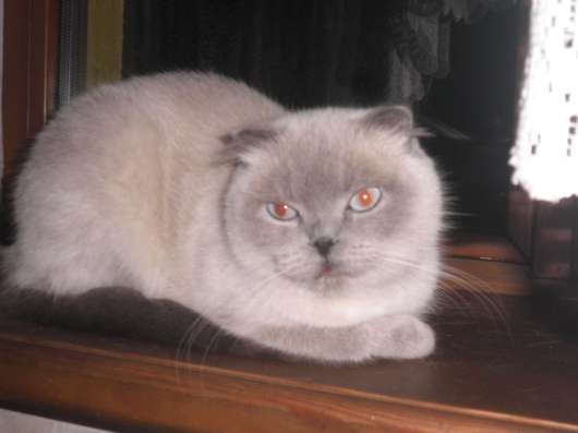 Котята скоттиш страйт