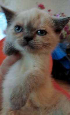 Скоттиш фолд и Скоттиш страйт шиншиллыРодословная фото 8