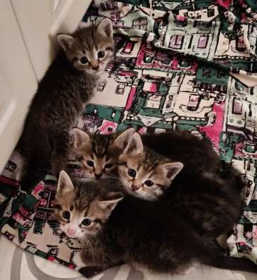 Котята ищут себе добрых хозяев ?