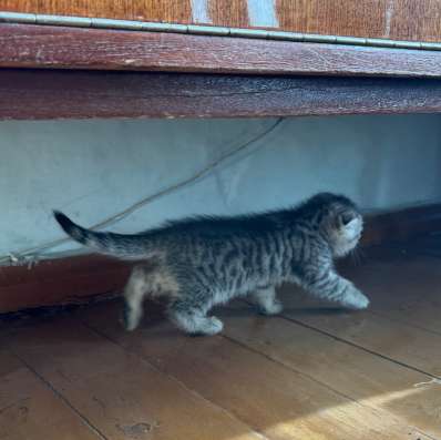 Котенка в хорошие руки в Топках фото 3