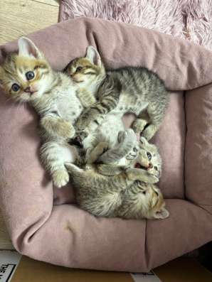 Британские котята