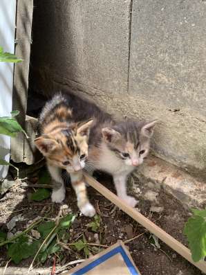 Ищем дом котятам