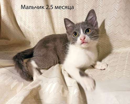 Четыре маленьких сердечка ищут хозяев в Москве фото 5