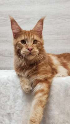 Maine coon. Kitten фото 6