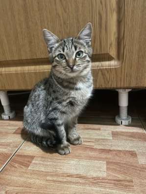 Отдам котят в добрые руки фото 6