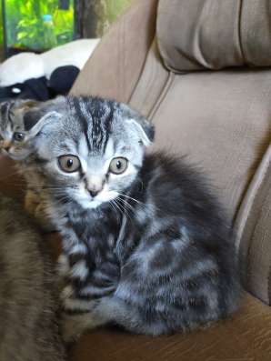 Шотландские котята фото 6