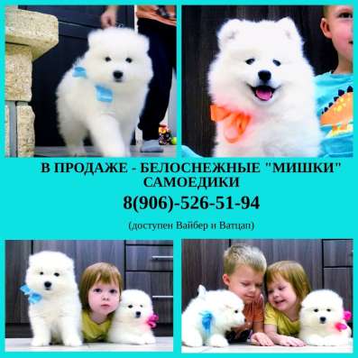 Щеночки самоедской лайки мими мишки в Москве