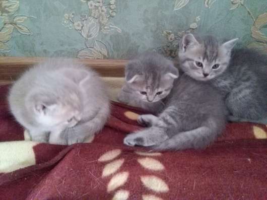 Британские котятки фото 3