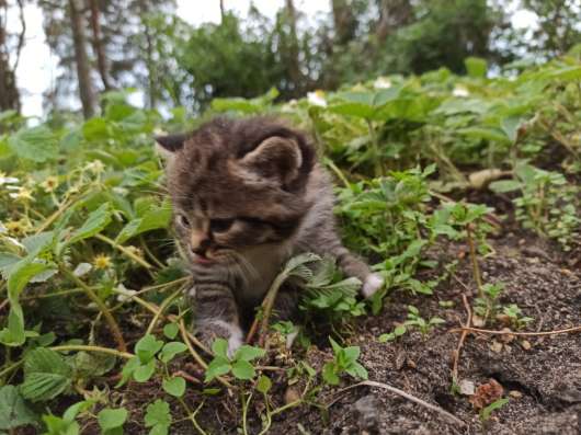 Котята ищут дом и любящих хозяев фото 11