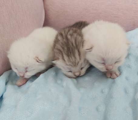 Продам. шотландские котята