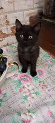 Отдам котят мальчиков 1,5 мес