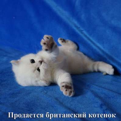 Британские котята с родословной