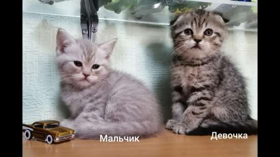 Шотландские котята