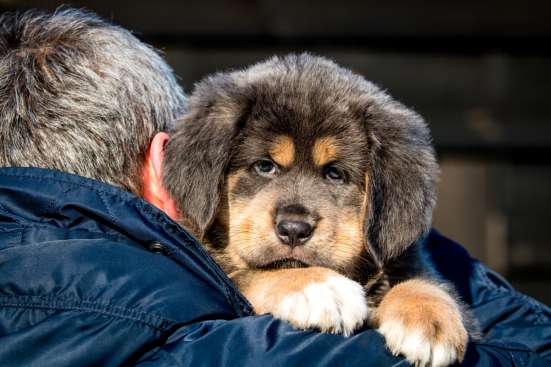 Щенки тибетского мастифа фото 4