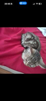 Отдам котенка