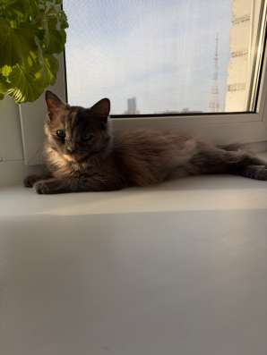 Котенок в Чебоксарах фото 4