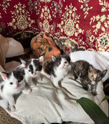 Котенок в добрые руки в Сочи