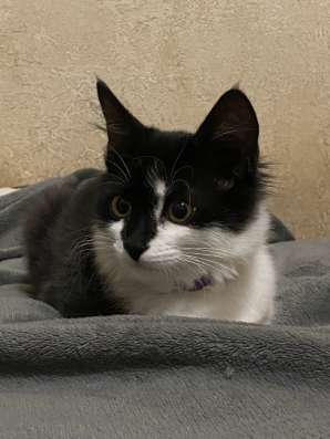 Котенок мальчик в Новочеркасске