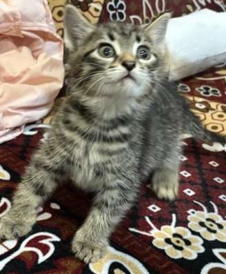 Котенок в добрые руки