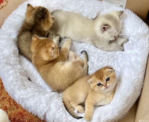 Шотландские котята