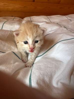 Котенок в добрые руки