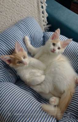 Котенок мейн-кун.