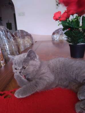 Британские котята. British kittens
