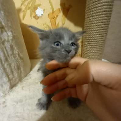 Котята мей- кун в Брянске фото 7