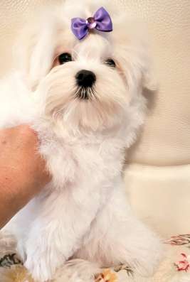 Мини Мальиезе Information_puppylove