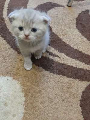 Шотландские котята фото 4