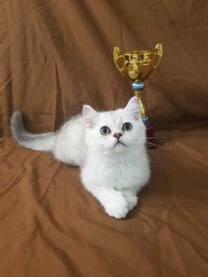 Шотландский серебряный мальчик