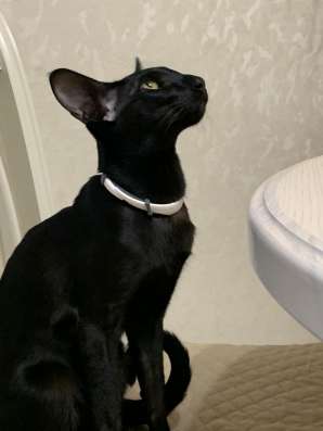 Кот ориентал